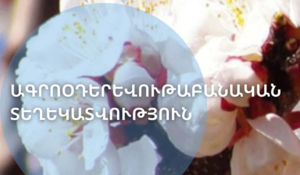 Արարատյան դաշտում դիտվել է ծիրանենու մասսայական ծաղկում