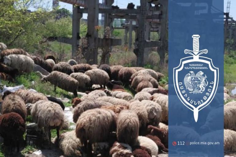 3 երիտասարդ գողացել են 224 գլուխ ոչխար